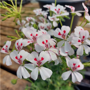 Pelargonium Echinatum Album